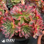 [RTS]Aeonium Aquaman Clustering - Image 2