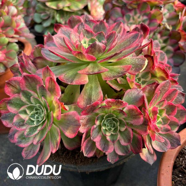 [RTS]Aeonium Aquaman Clustering - Image 2