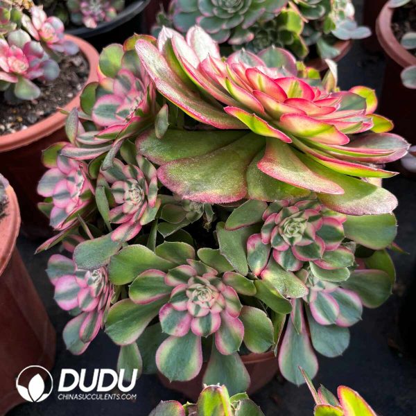 [RTS]Aeonium Litchi Clustering - Image 2