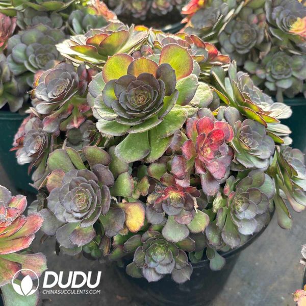 [RTS]Aeonium Aquaman Colorful Variegated Clustering - Image 2
