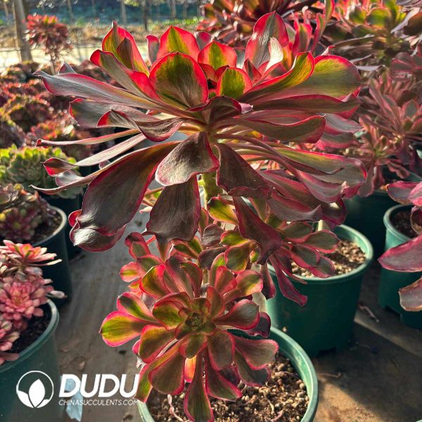 [RTS]Aeonium Red Witch Clustering (Old Pile) - Image 2