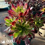 [RTS]Aeonium Ziyan Clustering - Image 2