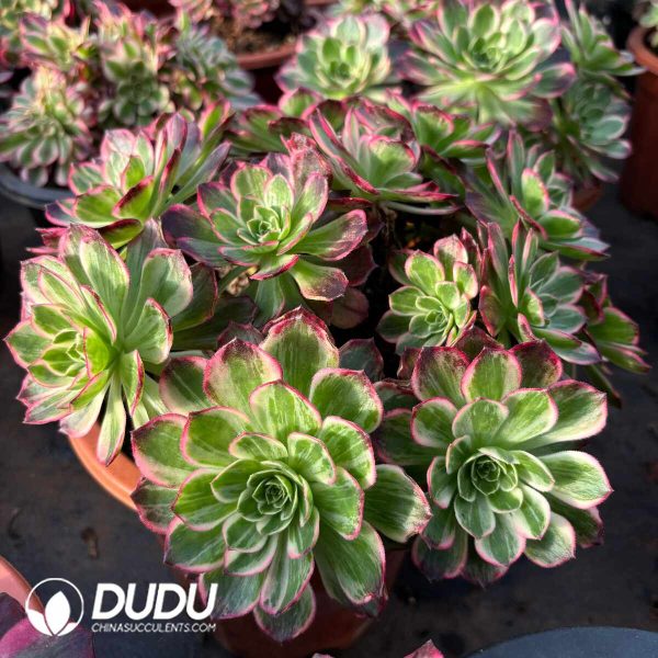 [RTS]Aeonium Kaleidoscope Clustering - Image 2