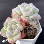 Echeveria Ice Jade Double Heads - Image 2