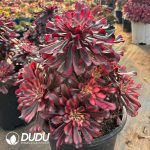 [RTS]Aeonium Sweet Words of a Beauty Clustering - Image 2