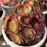 [RTS]Aeonium Black Devil Variegated Clustering - Image 2