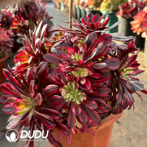 [RTS]Aeonium Flame Elf Clustering - Image 2