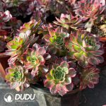 [RTS]Aeonium Pure Heart Clustering - Image 2