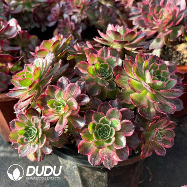 [RTS]Aeonium Pure Heart Clustering - Image 2