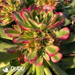 [RTS](Grafted)Aeonium Crabapple Clustering - Image 2