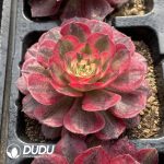 [RTS]Aeonium Sea God - Image 2