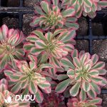 [RTS]Aeonium Flourished Life - Image 2