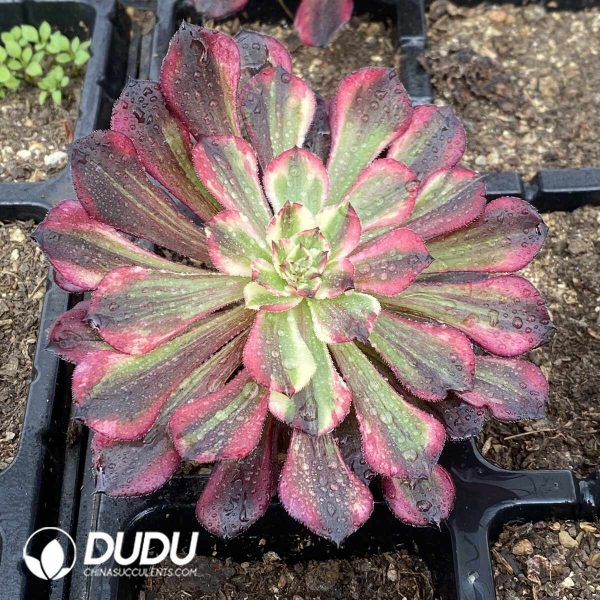 [RTS]Aeonium Straight Flush - Image 2