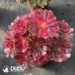 [RTS]Aeonium Witch Clustering - Image 2