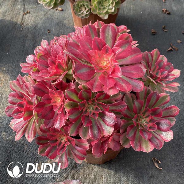 [RTS]Aeonium Witch Clustering - Image 2