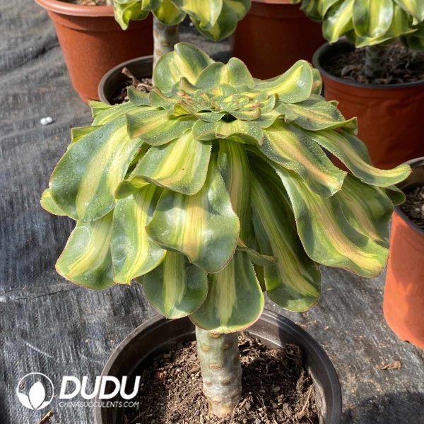 [RTS]Aeonium Tyrant - Image 2