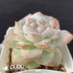 Echeveria Pink Diamond - Image 2