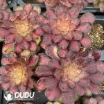 [RTS]Aeonium Phantom - Image 2