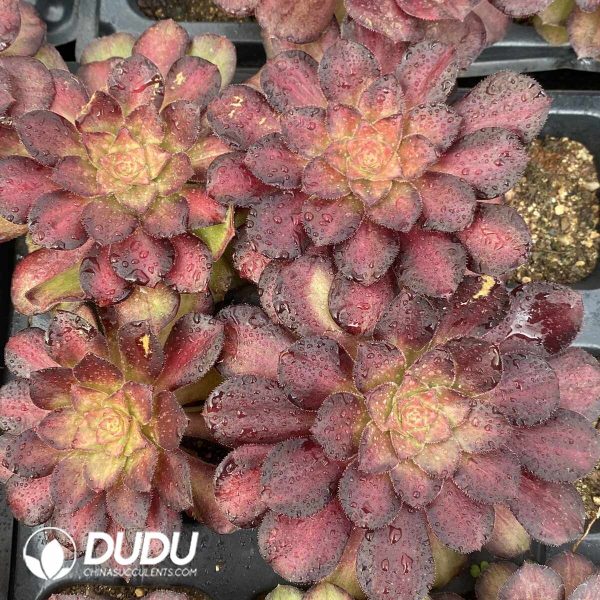 [RTS]Aeonium Phantom - Image 2