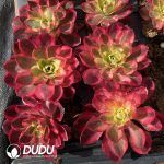 [RTS]Aeonium Ruyi - Image 2