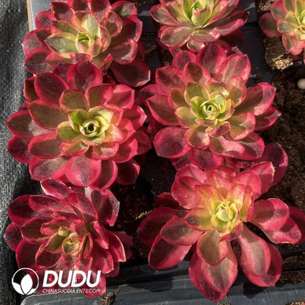[RTS]Aeonium Ruyi - Image 2