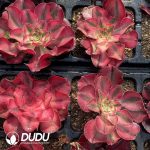 [RTS]Aeonium Alice - Image 2