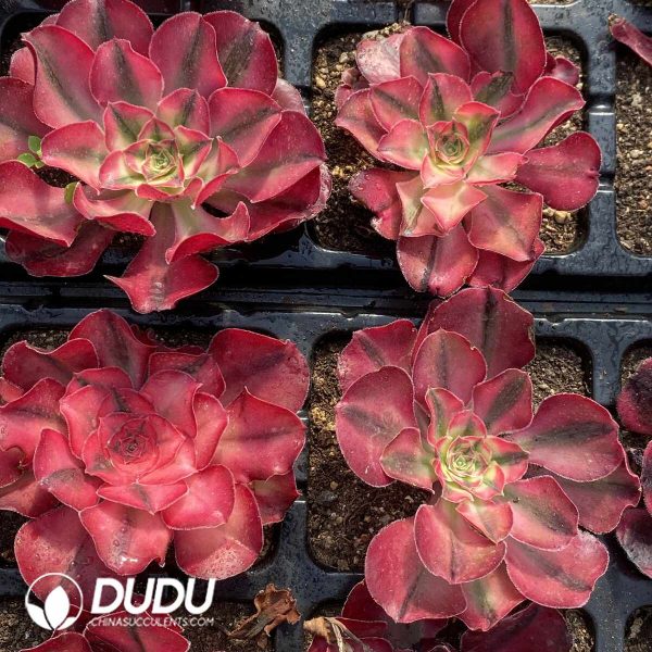 [RTS]Aeonium Alice - Image 2