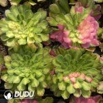 [RTS]Aeonium Zhifou - Image 2
