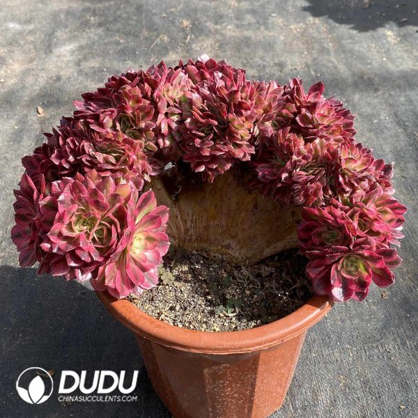 [RTS]Aeonium Qingcheng Cristata - Image 2