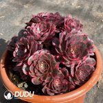 [RTS]Aeonium Enchanting Gold Rose Variegated Clustering - Image 2