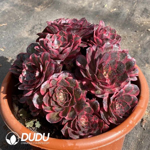 [RTS]Aeonium Enchanting Gold Rose Variegated Clustering - Image 2