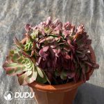 [RTS]Aeonium Pink Flower Cristata - Image 2