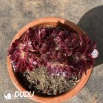 [RTS]Aeonium Lychee Cristata - Image 2
