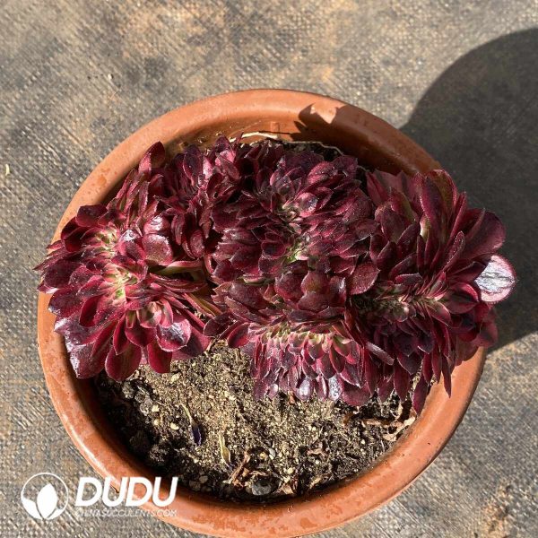 [RTS]Aeonium Lychee Cristata - Image 2