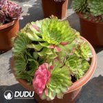 [RTS]250MM Aeonium Zhifou Clustering - Image 2