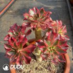 [RTS]Aeonium Phantom Clustering - Image 2