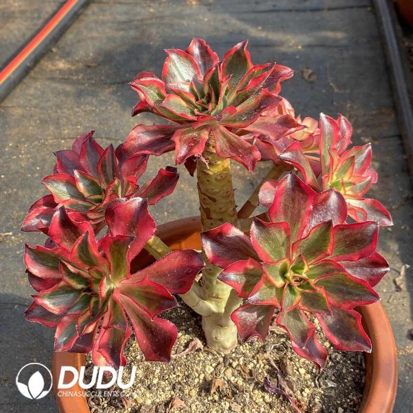 [RTS]Aeonium Phantom Clustering - Image 2