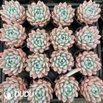 Echeveria Pink Chrysanthemum - Image 2