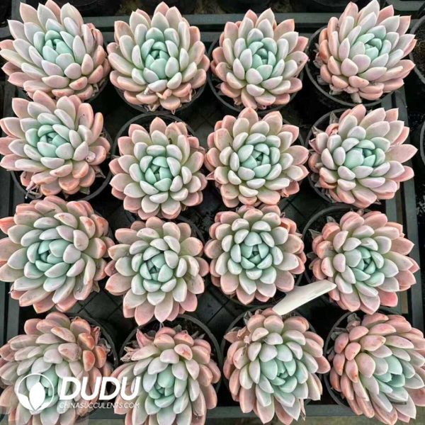 Echeveria Pink Chrysanthemum - Image 2