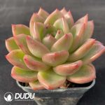 Echeveria Charm - Image 2