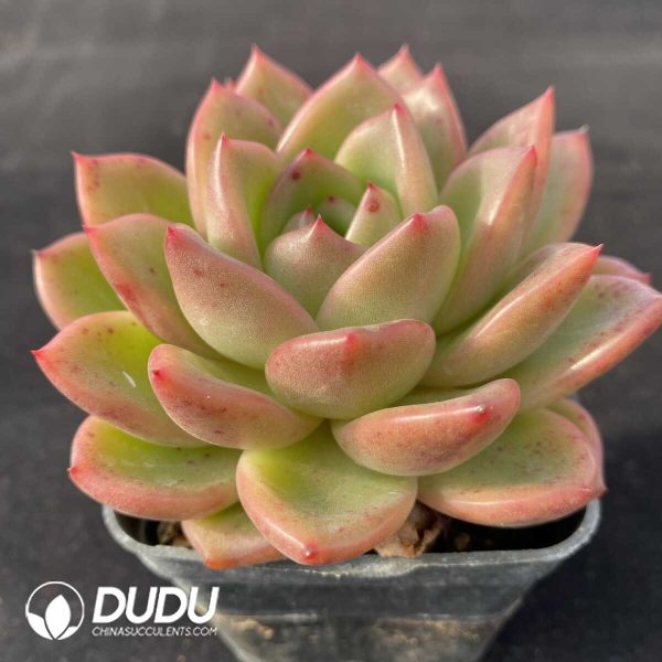 Echeveria Charm - Image 2