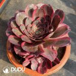 [RTS]Aeonium Charming Gold Rose Variegated - Image 2