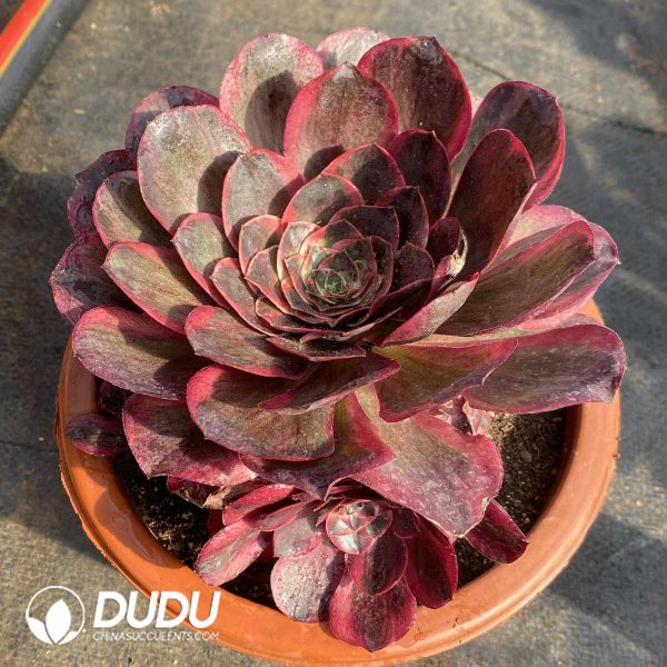 [RTS]Aeonium Charming Gold Rose Variegated - Image 2