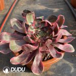 [RTS]Aeonium Eye of Demon - Image 2