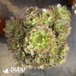 [RTS]Aeonium Banxia - Image 2