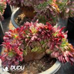 [RTS]Aeonium Samsara Variegated Cristata - Image 2