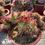 [RTS]Aeonium Golden Chrysanthemum Cristata - Image 2