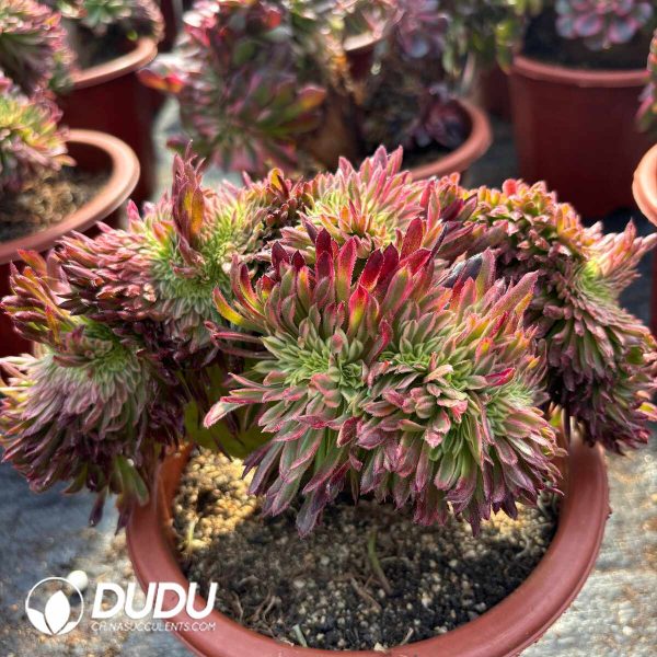 [RTS]Aeonium Golden Chrysanthemum Cristata - Image 2