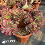 [RTS]Aeonium Miul Cristata - Image 2