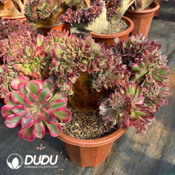 [RTS]Aeonium Miul Cristata - Image 2